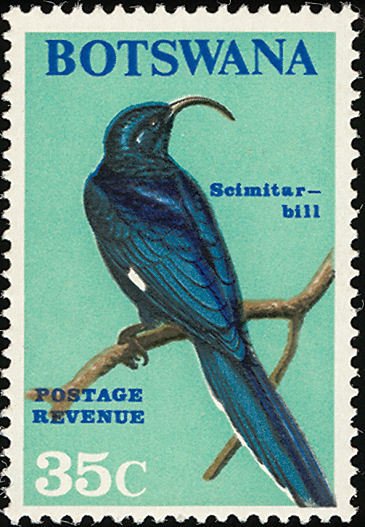 Common Scimitarbill (Rhinopomastus cyanomelas) 