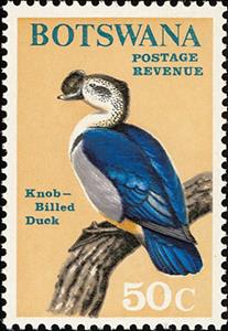 Stamp, Knob-billed Duck (Sarcidiornis melanotos), Botswana,  , Birds