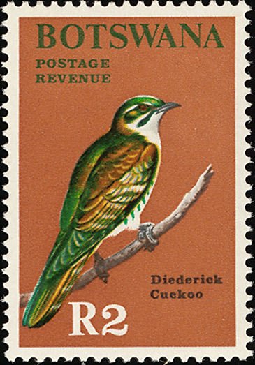 Diderik Cuckoo (Chrysococcyx caprius)