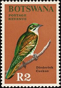 Stamp, Diderik Cuckoo (Chrysococcyx caprius), Botswana,  , Birds