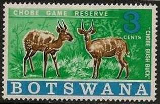 Bushbuck (Tragelaphus scriptus)