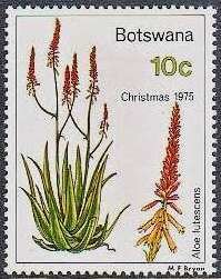 Aloe lutescens