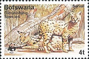 Serval (Leptailurus serval)