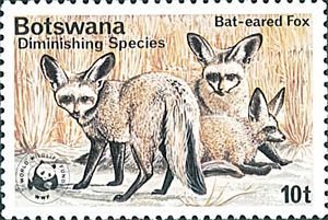 Bat-eared Fox (Otocyon megalotis) 