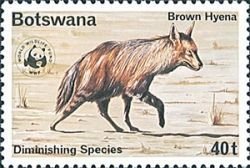 Brown Hyena (Hyaena brunnea)