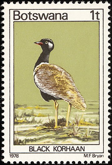 Black Bustard (Afrotis atra)