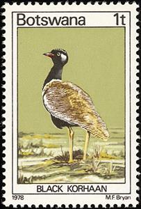 Stamp, Black Bustard (Afrotis atra), Botswana,  , Birds