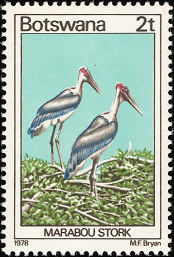 Marabou (Leptoptilos crumeniferus)
