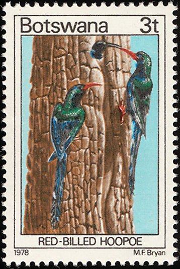 Green Wood Hoopoe (Phoeniculus purpureus)