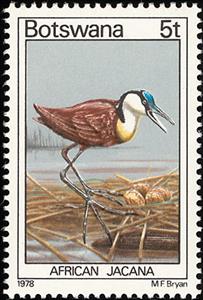 Stamp, African Jacana (Actophilornis africana), Botswana,  , Birds, Animals (Fauna)