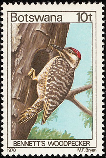 Bennett's Woodpecker (Campethera bennettii)