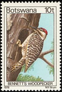 Stamp, Bennett's Woodpecker (Campethera bennettii), Botswana,  , Birds