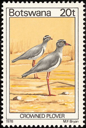 Crowned Lapwing (Stephanibyx coronatus)