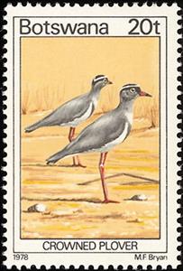 Stamp, Crowned Lapwing (Stephanibyx coronatus), Botswana,  , Birds