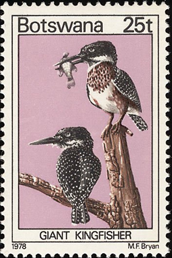 African Giant Kingfisher (Ceryle maxima)