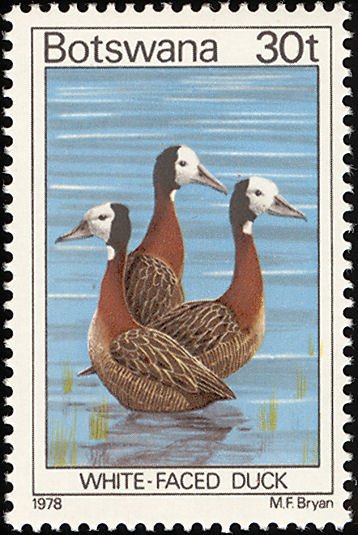 White-faced Whistling-Duck (Dendrocygna viduata)