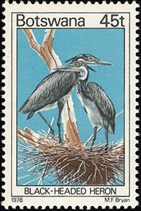 Stamp, Black-headed Heron (Ardea melanocephala), Botswana,  , Birds