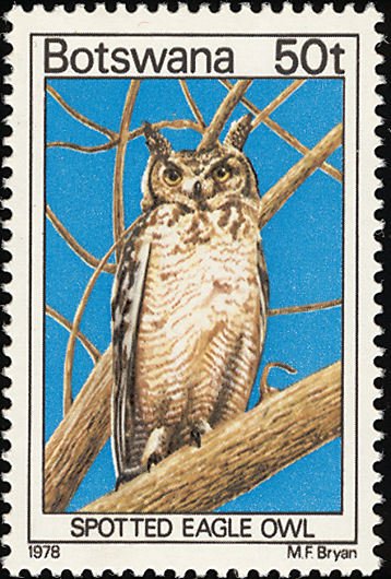 Spotted Eagle-Owl (Bubo africanus)