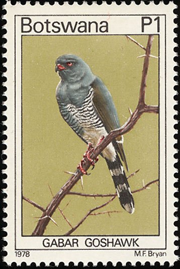 Gabar Goshawk (Micronisus gabar)