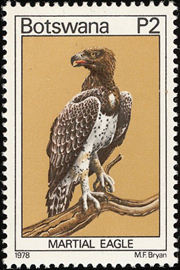 Martial Eagle (Polemaetus bellicosus)