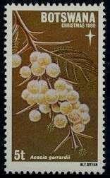 Acacia Gerrardii