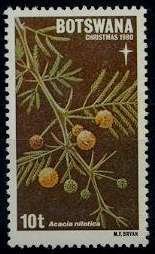 Acacia nilotica