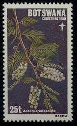 Acacia erubescens
