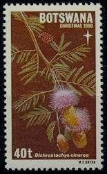 Dichrostachys cinerea