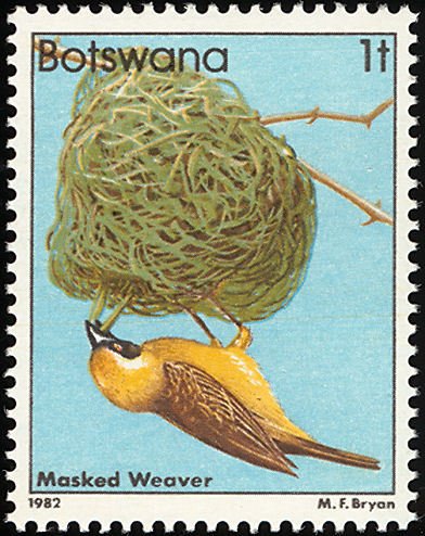Southern Masked Weaver (Ploceus velatus)