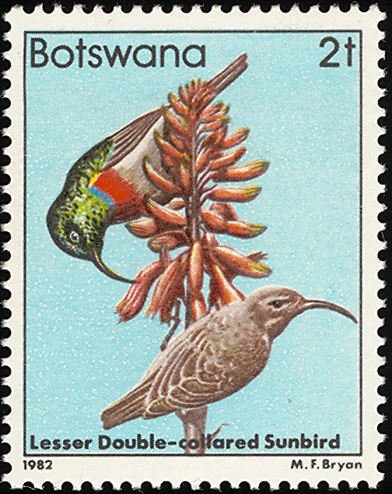 Eastern Double-collared Sunbird (Nectarinia mediocris)