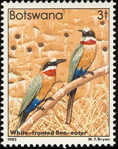 White-fronted Bee-eater (Melittophagus bullockoides)
