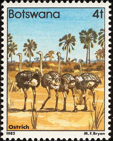 Ostrich (Struthio camelus)