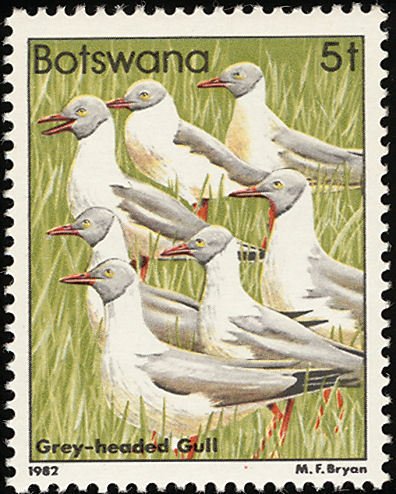 Grey-headed Gull (Larus cirrocephalus)