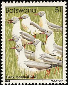 Stamp, Grey-headed Gull (Larus cirrocephalus), Botswana,  , Birds