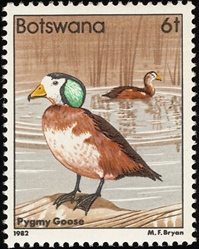 African Pygmy Goose (Nettapus auritus)