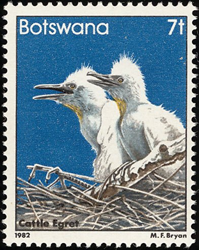 Cattle Egret (Bubulcus ibis)