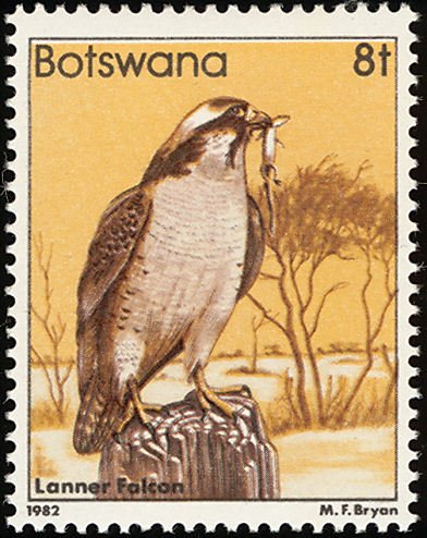 Lanner Falcon (Falco biarmicus)