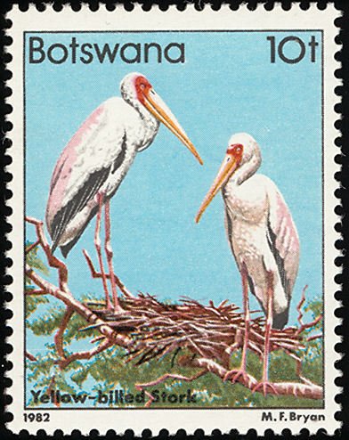 Yellow-billed Stork (Mycteria ibis) 