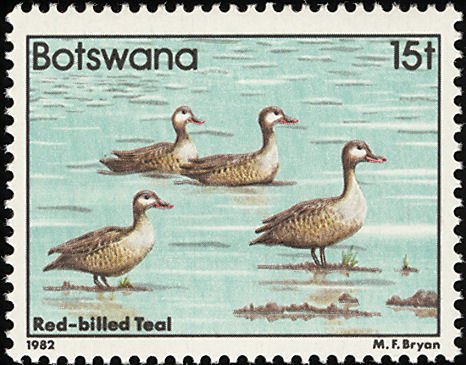 Red-billed Teal (Anas erythrorhyncha)