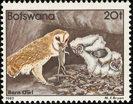 Western Barn Owl (Tyto alba)