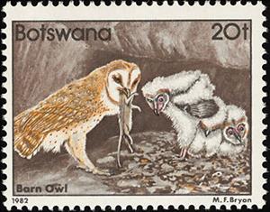 Stamp, Western Barn Owl (Tyto alba), Botswana,  , Birds, Birds of Prey, Owls, Animals (Fauna)