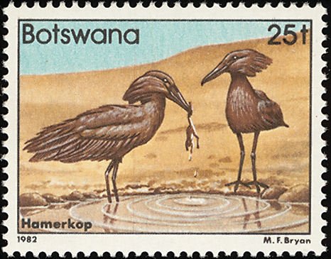 Hamerkop (Scopus umbretta)