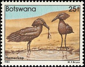 Stamp, Hamerkop (Scopus umbretta), Botswana,  , Birds, Animals (Fauna)