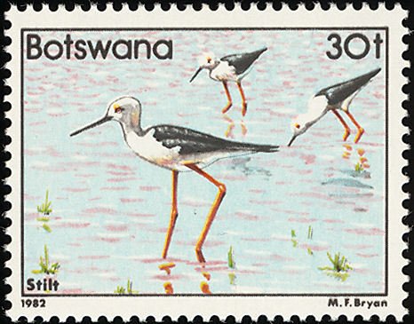 Black-winged Stilt (Himantopus himantopus)