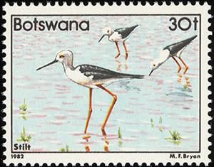 Stamp, Black-winged Stilt (Himantopus himantopus), Botswana,  , Birds