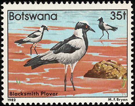 Blacksmith Lapwing (Hoplopterus armatus) 