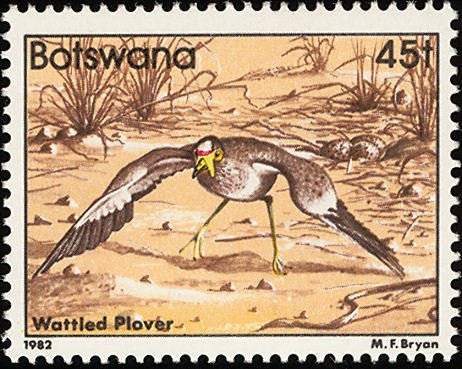African Wattled Lapwing (Afribyx senegallus) 