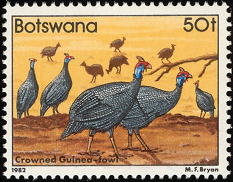 Helmeted Guineafowl (Numida meleagris)