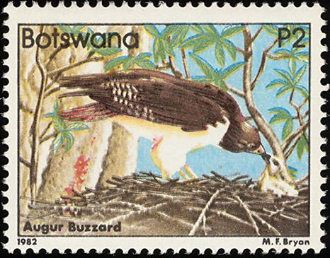 Augur Buzzard (Buteo augur)