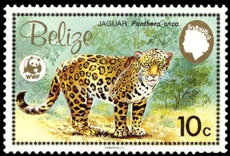 Jaguar (Panthera onca)